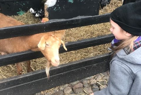 Year 1 Visit Tatton Park