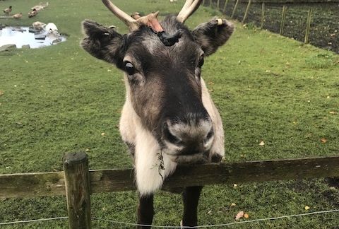 Year 1 Visit Tatton Park