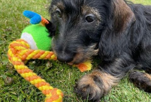 A New Forester: Mabel